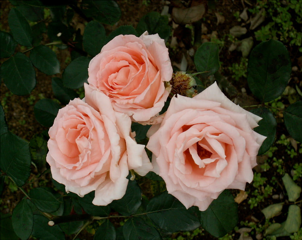 キナル別注 写真素材 オレンジ色の薔薇の無料写真素材 SUPER FINE ｜ぱくたそ No.8 PINK ＆ ORANGE  （ピンクとオレンジ色の花）